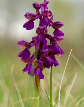 Fotografia 6 da espécie Orchis morio no Jardim Botânico UTAD