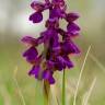 Fotografia 6 da espécie Orchis morio do Jardim Botânico UTAD