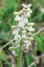 Fotografia da espécie Orchis morio