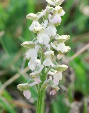 Fotografia 7 da espécie Orchis morio no Jardim Botânico UTAD