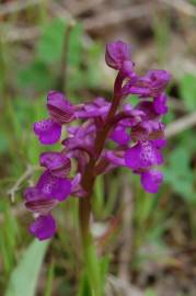 Fotografia da espécie Orchis morio