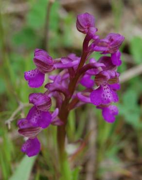 Fotografia 8 da espécie Orchis morio no Jardim Botânico UTAD