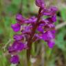 Fotografia 8 da espécie Orchis morio do Jardim Botânico UTAD