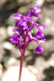 Fotografia da espécie Orchis morio