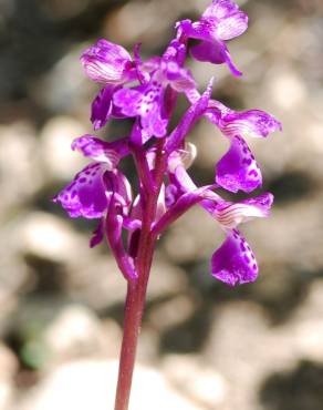 Fotografia 9 da espécie Orchis morio no Jardim Botânico UTAD