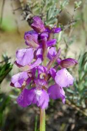 Fotografia da espécie Orchis morio