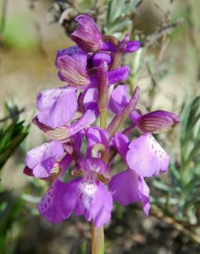 Fotografia 10 da espécie Orchis morio no Jardim Botânico UTAD