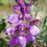 Fotografia 10 da espécie Orchis morio do Jardim Botânico UTAD