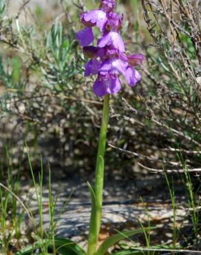 Fotografia 11 da espécie Orchis morio no Jardim Botânico UTAD