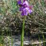 Fotografia 11 da espécie Orchis morio do Jardim Botânico UTAD