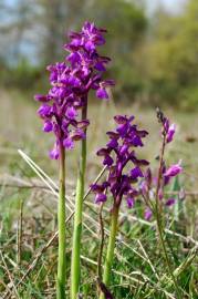 Fotografia da espécie Orchis morio