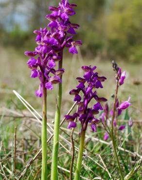 Fotografia 12 da espécie Orchis morio no Jardim Botânico UTAD