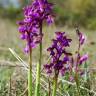 Fotografia 12 da espécie Orchis morio do Jardim Botânico UTAD