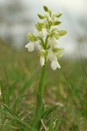 Fotografia da espécie Orchis morio