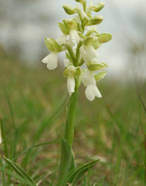 Fotografia 13 da espécie Orchis morio no Jardim Botânico UTAD