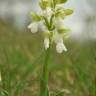 Fotografia 13 da espécie Orchis morio do Jardim Botânico UTAD