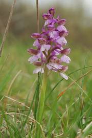 Fotografia da espécie Orchis morio