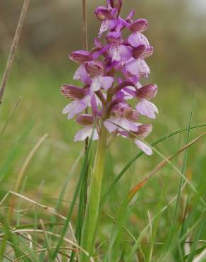 Fotografia 14 da espécie Orchis morio no Jardim Botânico UTAD