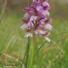 Fotografia 14 da espécie Orchis morio do Jardim Botânico UTAD