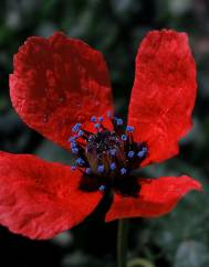 Papaver hybridum