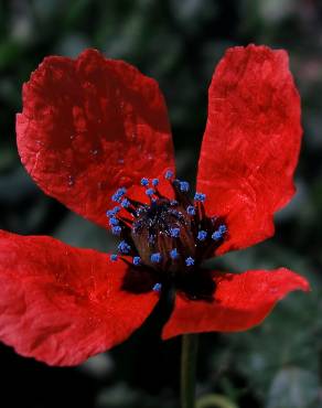 Fotografia 1 da espécie Papaver hybridum no Jardim Botânico UTAD