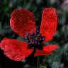 Fotografia 1 da espécie Papaver hybridum do Jardim Botânico UTAD