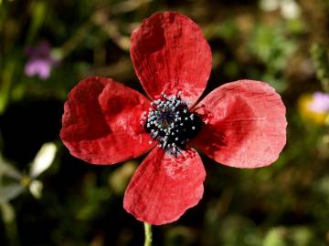 Fotografia da espécie Papaver hybridum