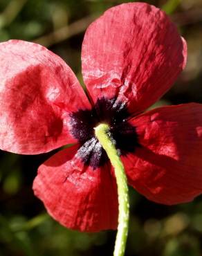 Fotografia 3 da espécie Papaver hybridum no Jardim Botânico UTAD