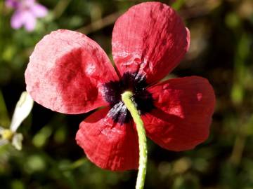 Fotografia da espécie Papaver hybridum