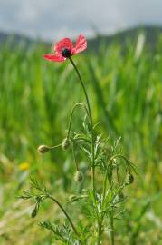 Fotografia da espécie Papaver hybridum