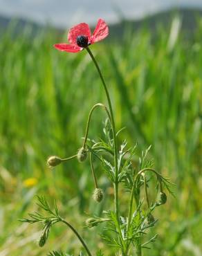 Fotografia 6 da espécie Papaver hybridum no Jardim Botânico UTAD