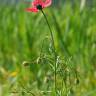 Fotografia 6 da espécie Papaver hybridum do Jardim Botânico UTAD