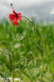 Fotografia da espécie Papaver hybridum