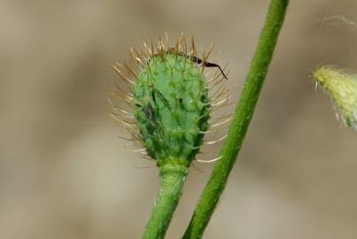 Fotografia da espécie Papaver hybridum