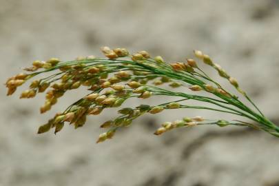 Fotografia da espécie Panicum miliaceum