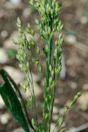 Fotografia da espécie Panicum miliaceum