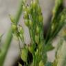 Fotografia 9 da espécie Panicum miliaceum do Jardim Botânico UTAD