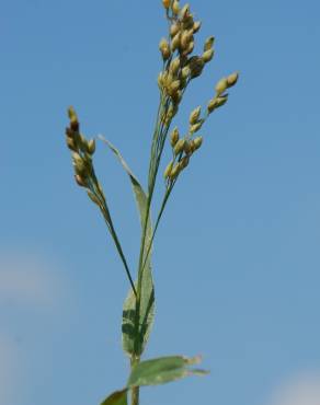 Fotografia 11 da espécie Panicum miliaceum no Jardim Botânico UTAD