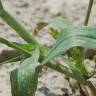 Fotografia 13 da espécie Panicum miliaceum do Jardim Botânico UTAD