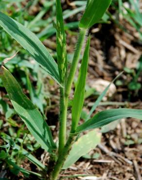 Fotografia 14 da espécie Panicum miliaceum no Jardim Botânico UTAD