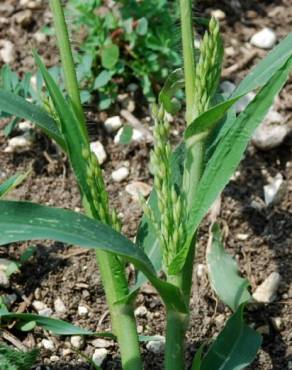 Fotografia 15 da espécie Panicum miliaceum no Jardim Botânico UTAD