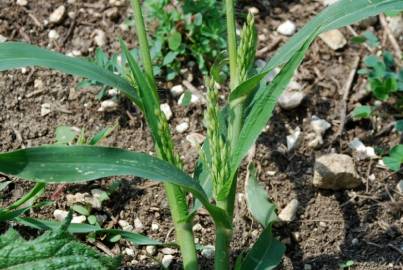 Fotografia da espécie Panicum miliaceum