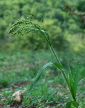 Fotografia 16 da espécie Panicum miliaceum no Jardim Botânico UTAD