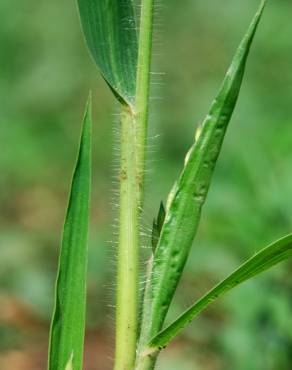 Fotografia 17 da espécie Panicum miliaceum no Jardim Botânico UTAD