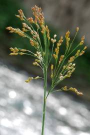 Fotografia da espécie Panicum miliaceum