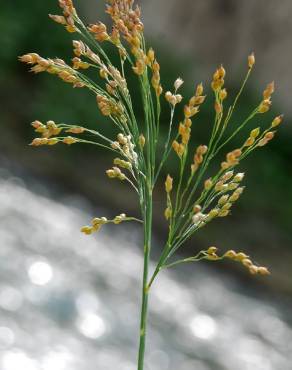 Fotografia 18 da espécie Panicum miliaceum no Jardim Botânico UTAD