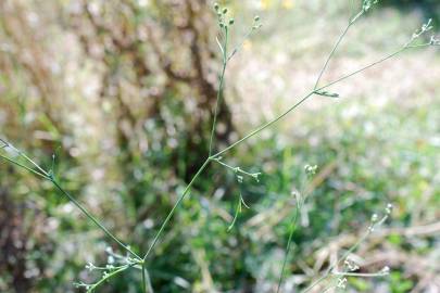 Fotografia da espécie Petroselinum segetum