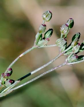 Fotografia 11 da espécie Petroselinum segetum no Jardim Botânico UTAD