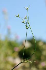 Fotografia da espécie Petroselinum segetum