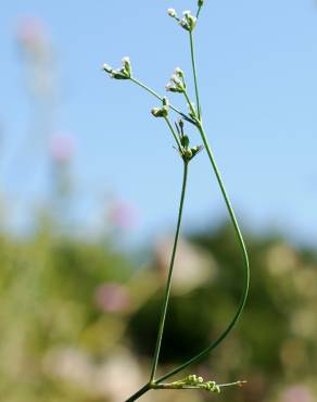 Fotografia 15 da espécie Petroselinum segetum no Jardim Botânico UTAD